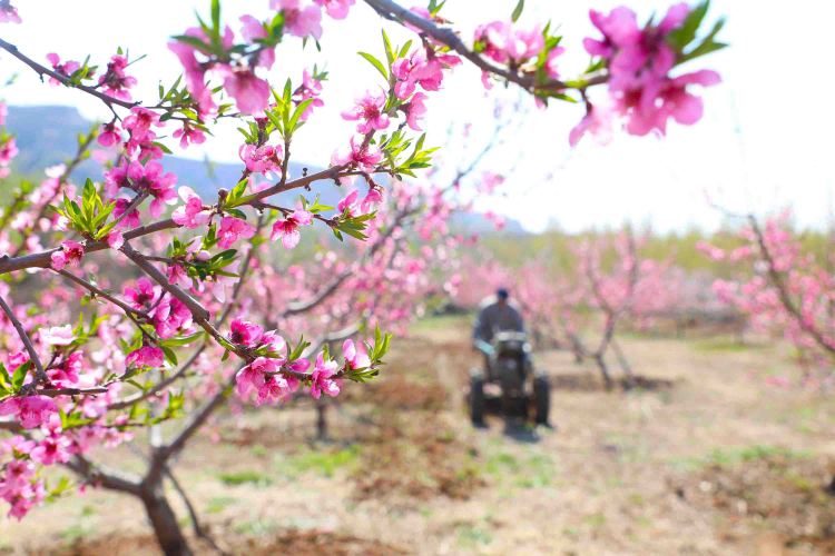 河北豐潤：桃花艷 管護忙