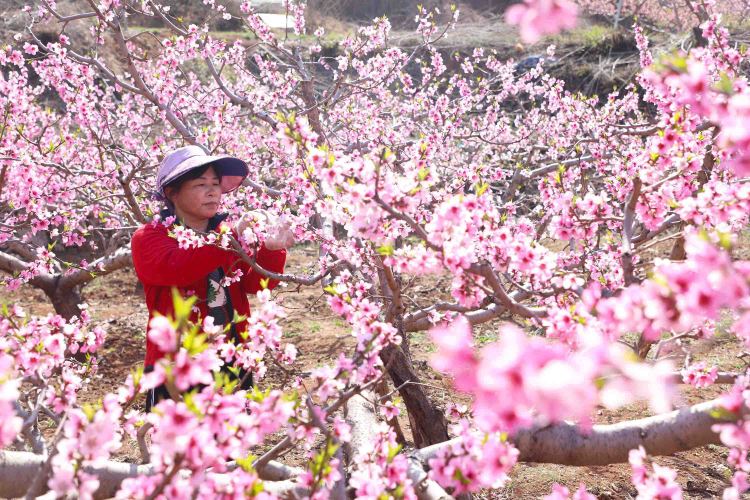 河北豐潤：桃花艷 管護忙