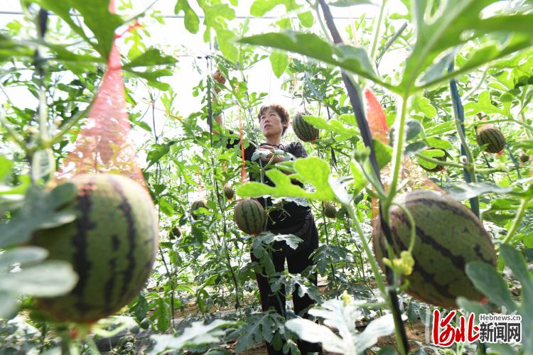 河北：“穀雨”將至農事忙