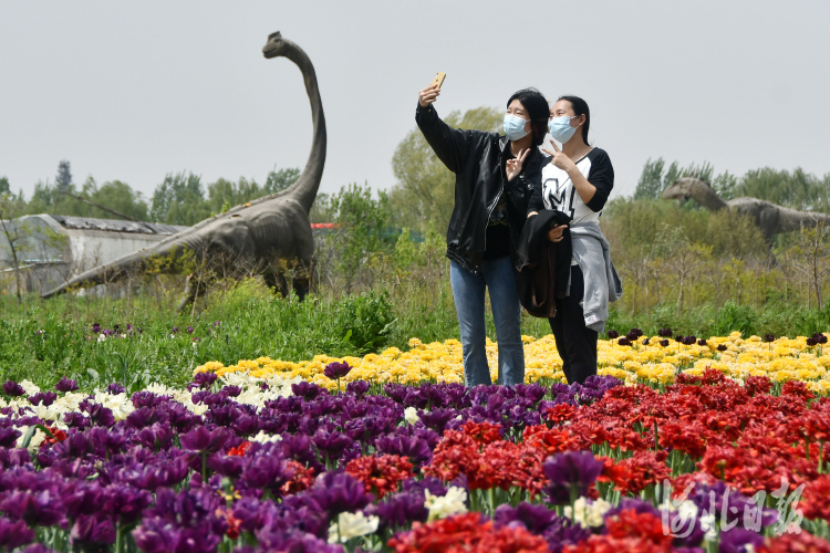 河北永年：昔日鹽鹼地變身百花園