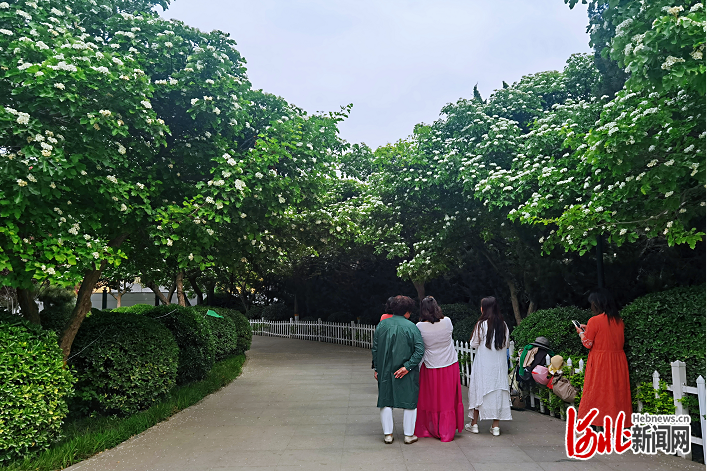 山楂花開了！快來石家莊元南公園賞花打卡