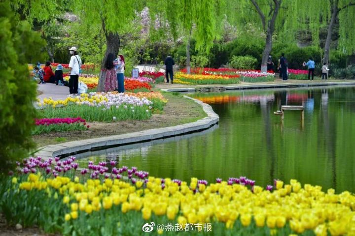 一大波美圖來襲！河北石家莊植物園鬱金香花開正盛 牡丹、芍藥次第開放