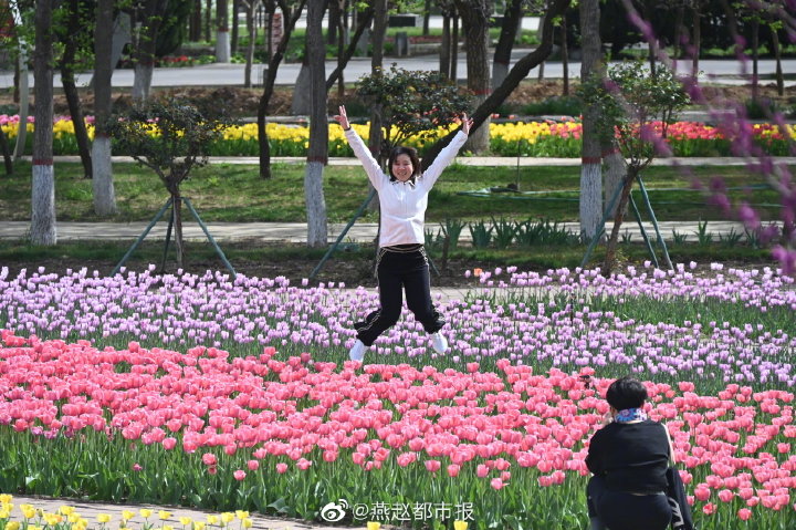 一大波美圖來襲！河北石家莊植物園鬱金香花開正盛 牡丹、芍藥次第開放