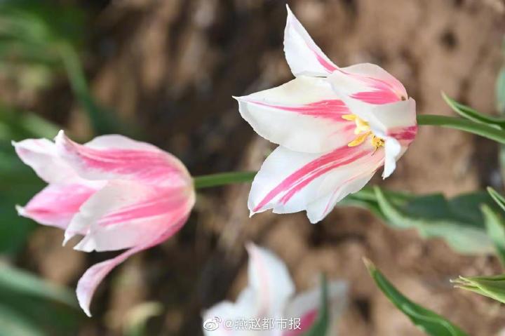 一大波美圖來襲！河北石家莊植物園鬱金香花開正盛 牡丹、芍藥次第開放