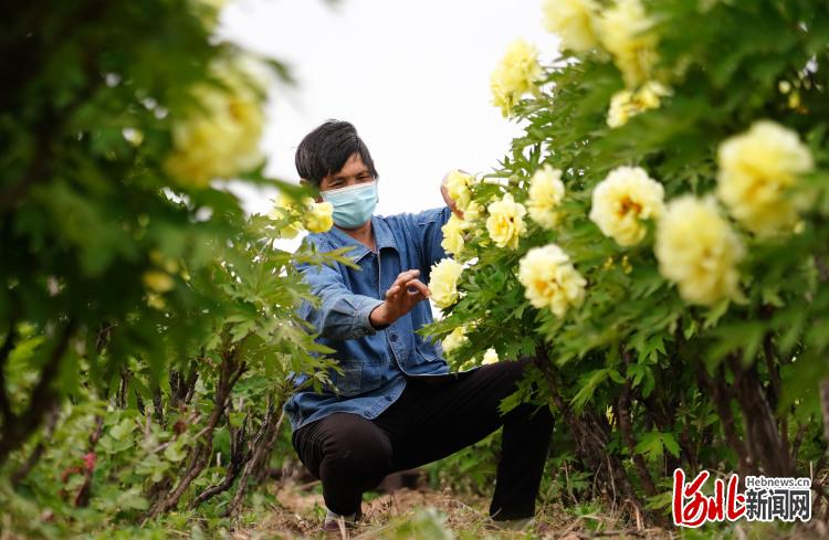 河北邯鄲：“花海經濟”助力鄉村振興