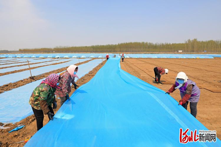 河北灤南：水稻育苗忙