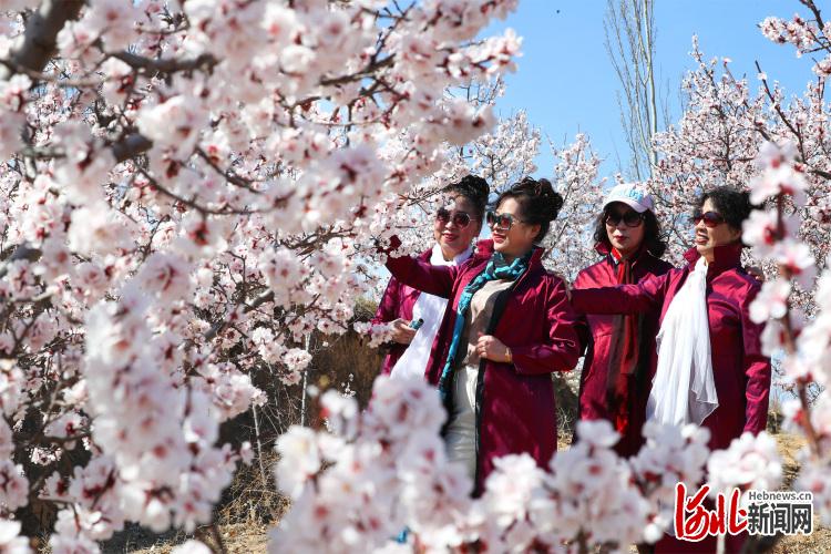 河北張家口：杏花惹人醉