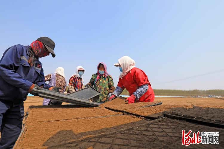 河北灤南：水稻育苗忙