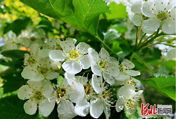 山楂花開了！快來石家莊元南公園賞花打卡