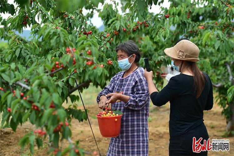 櫻桃熟了！河北讚皇5萬畝櫻桃等你來採摘