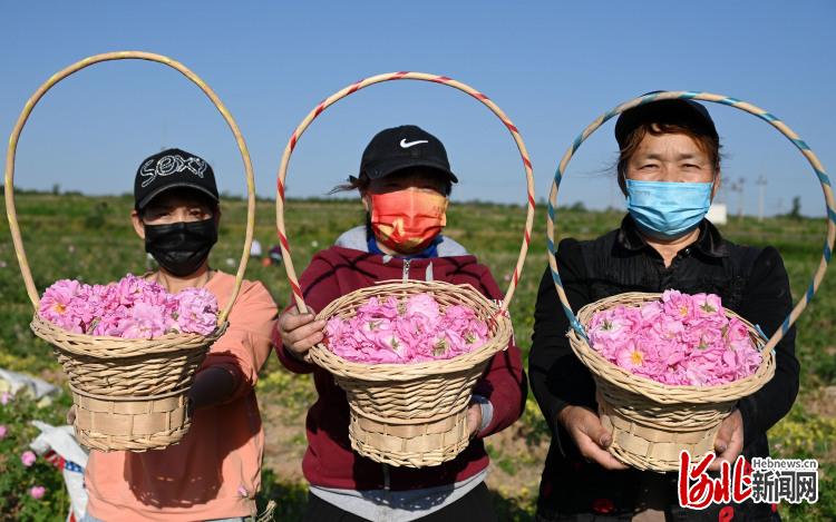 河北邯鄲市復興區：玫瑰鋪就“芬芳路”