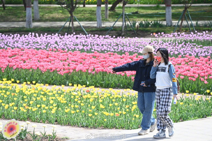 一大波美圖來襲！河北石家莊植物園鬱金香花開正盛 牡丹、芍藥次第開放