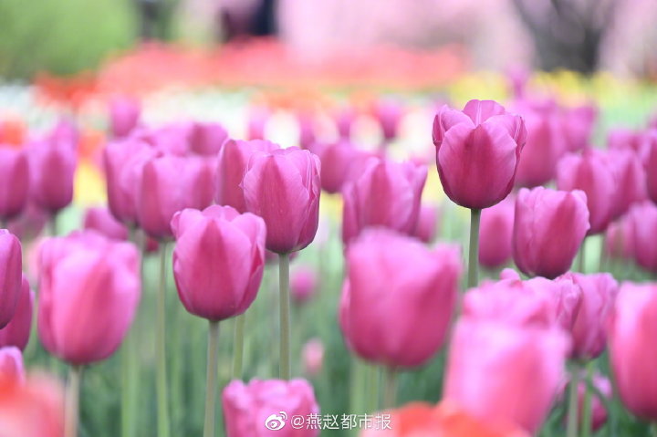 一大波美圖來襲！河北石家莊植物園鬱金香花開正盛 牡丹、芍藥次第開放