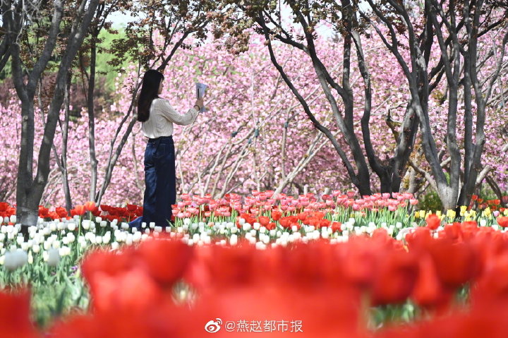 一大波美圖來襲！河北石家莊植物園鬱金香花開正盛 牡丹、芍藥次第開放