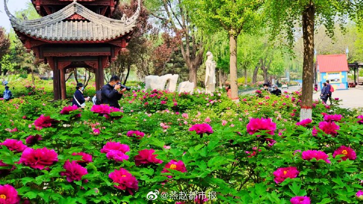 一大波美圖來襲！河北石家莊植物園鬱金香花開正盛 牡丹、芍藥次第開放