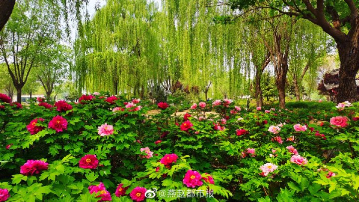 一大波美圖來襲！河北石家莊植物園鬱金香花開正盛 牡丹、芍藥次第開放