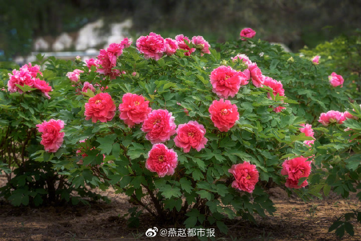 一大波美圖來襲！河北石家莊植物園鬱金香花開正盛 牡丹、芍藥次第開放