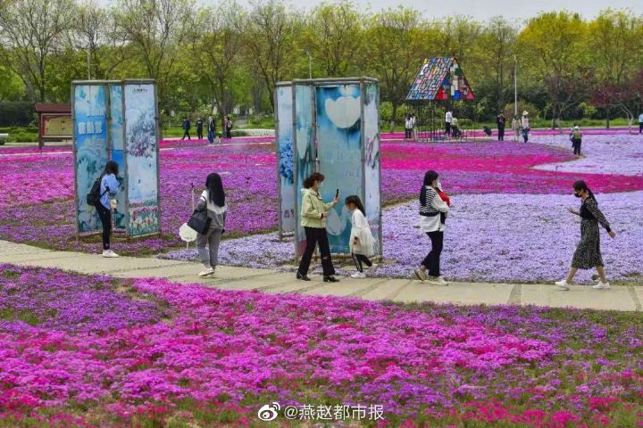 一大波美圖來襲！河北石家莊植物園鬱金香花開正盛 牡丹、芍藥次第開放