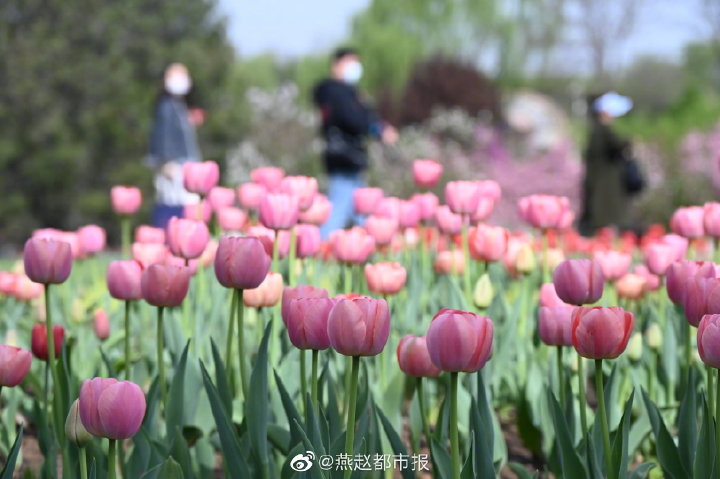 一大波美圖來襲！河北石家莊植物園鬱金香花開正盛 牡丹、芍藥次第開放