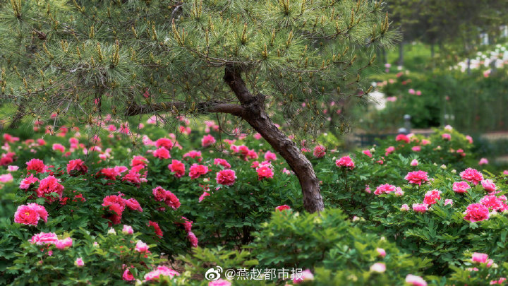 一大波美圖來襲！河北石家莊植物園鬱金香花開正盛 牡丹、芍藥次第開放