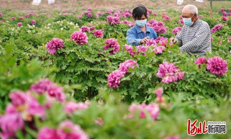 河北邯鄲：“花海經濟”助力鄉村振興