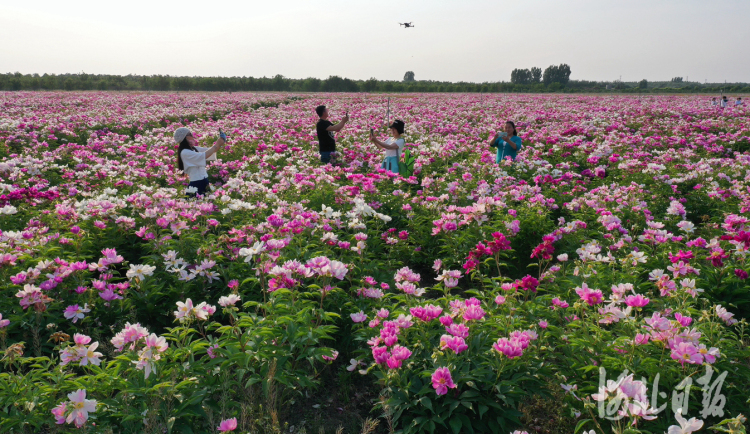 河北任丘：百畝芍藥花海綻放