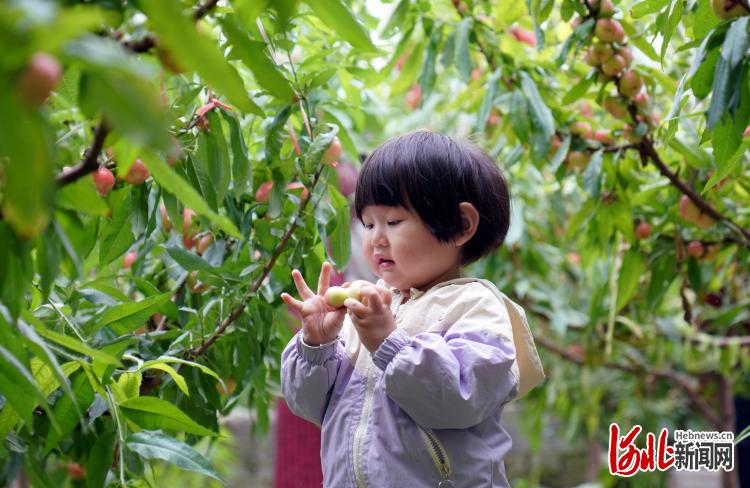 河北內丘：錯季水果助農增收