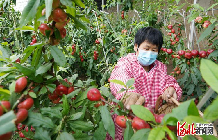 河北內丘：錯季水果助農增收