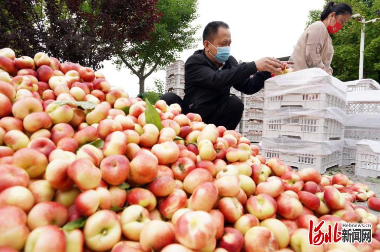 河北內丘：錯季水果助農增收