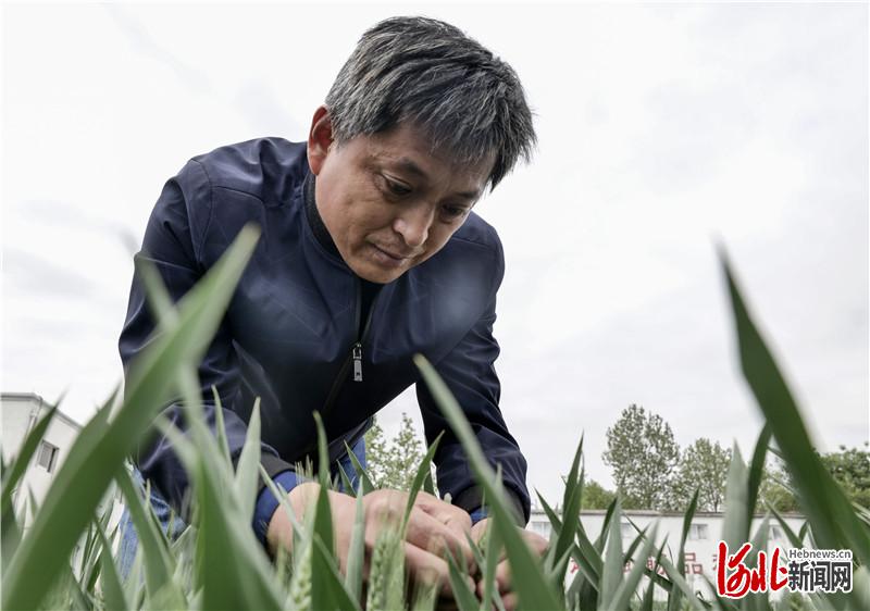 種子誕生記①：一粒小麥的“強筋夢”