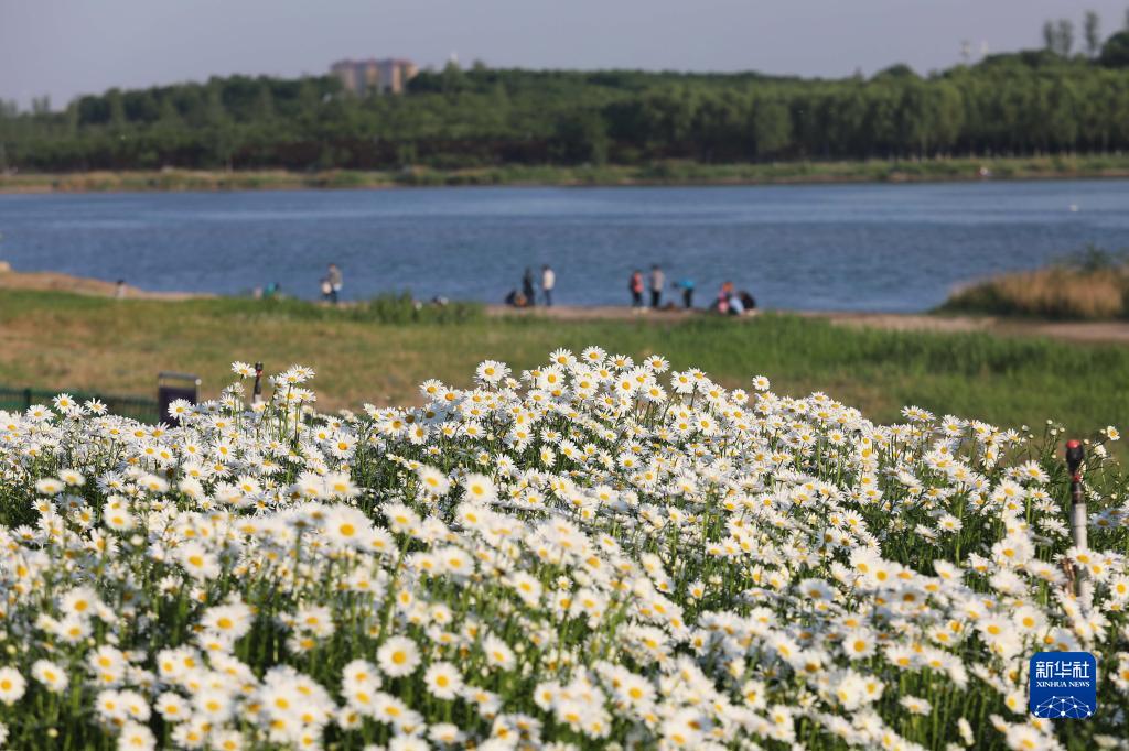 河北石家莊：滹沱河生態治理見成效