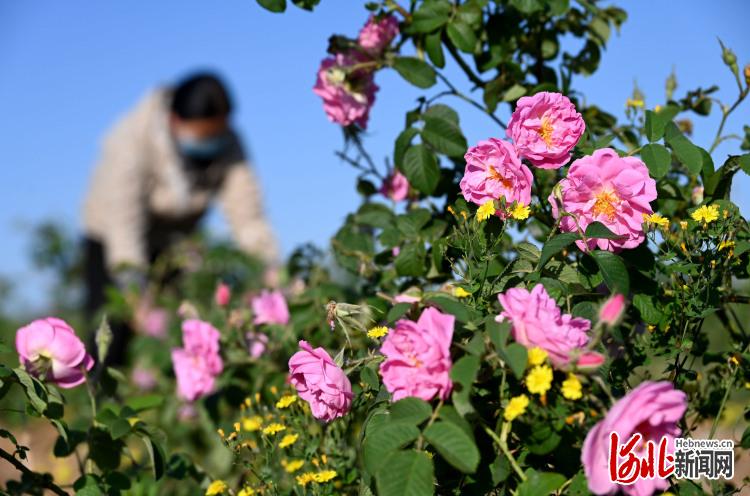 河北邯鄲市復興區：玫瑰鋪就“芬芳路”