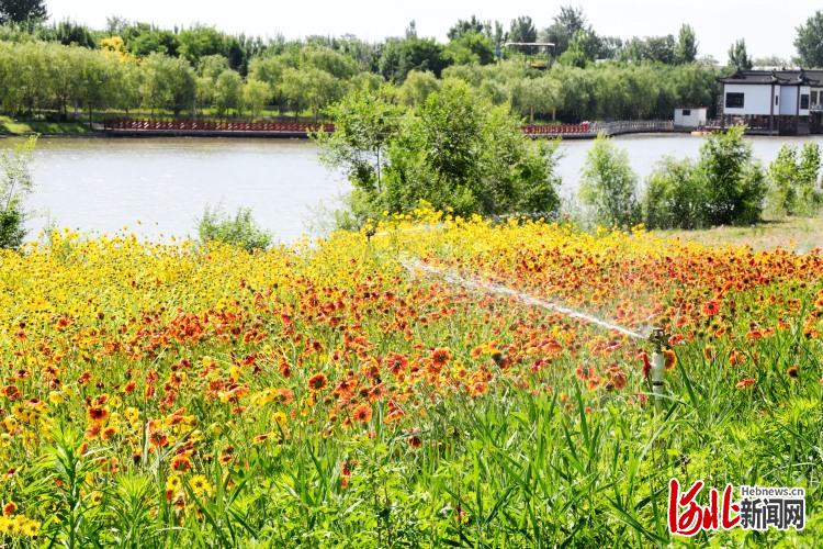 河北廣平：出門見景 ！“口袋公園”亮點多