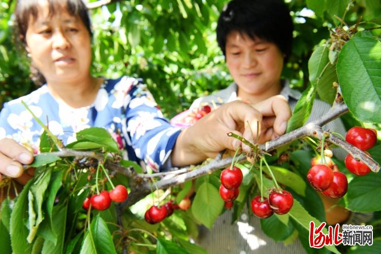 河北廣平：又是一年櫻桃紅！