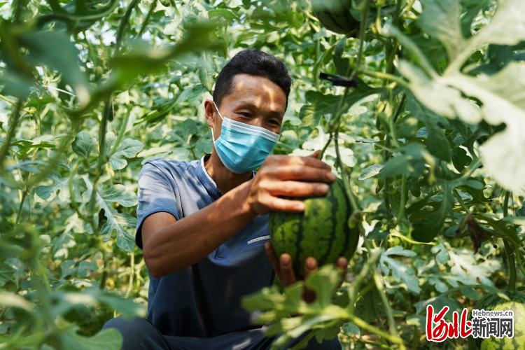 河北遵化：西瓜吊著長 收入翻倍漲