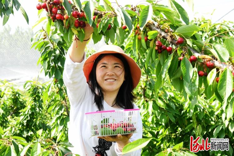 河北廣平：又是一年櫻桃紅！