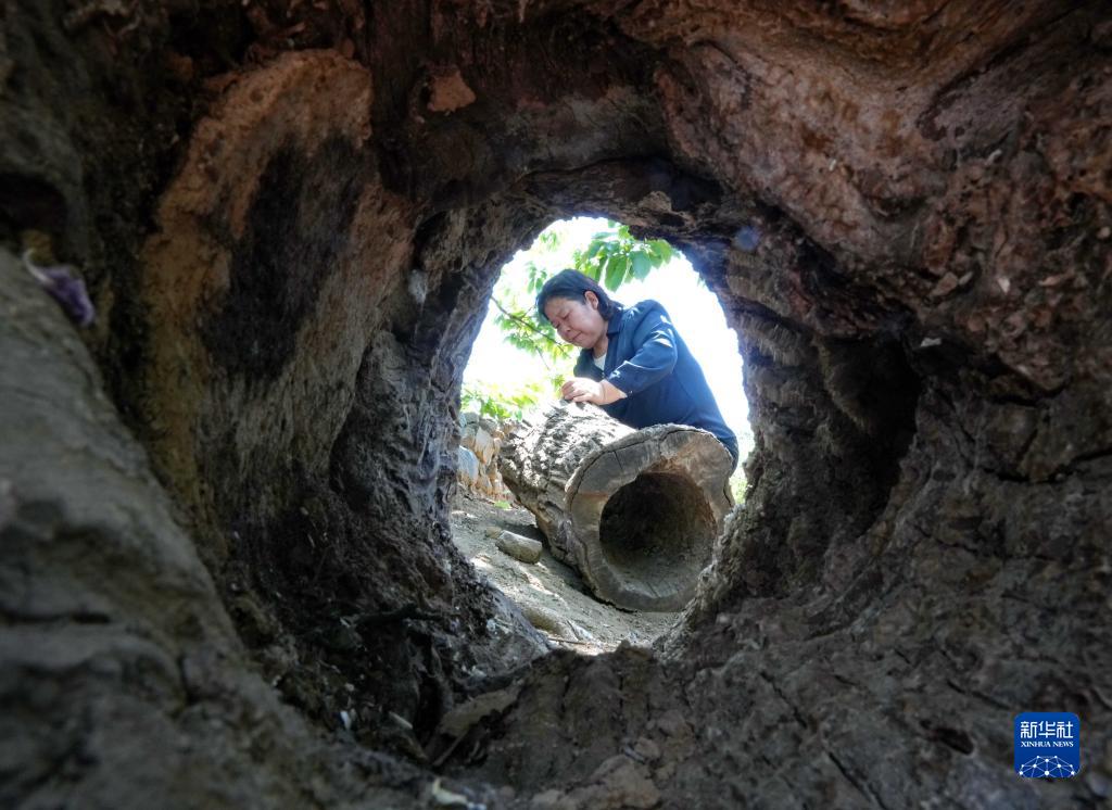 河北讚皇：古法養蜂富農家