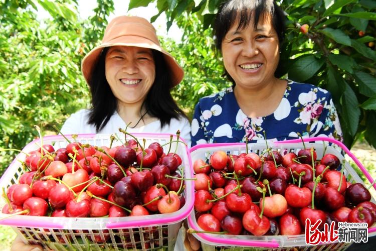 河北廣平：又是一年櫻桃紅！