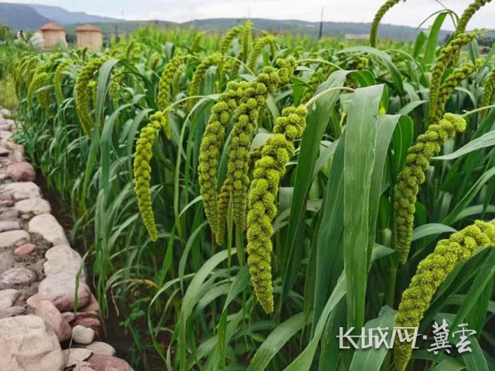 河北省投入銜接推進鄉村振興補助資金113.12億元