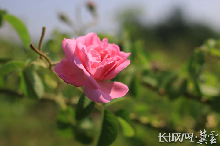 奮進新征程 建功新時代｜鞏固拓展脫貧成果鄉村行⑲荒山上開出百畝“玫瑰花海”