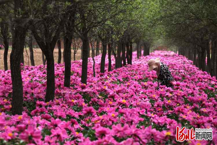 河北承德縣：芍藥花開