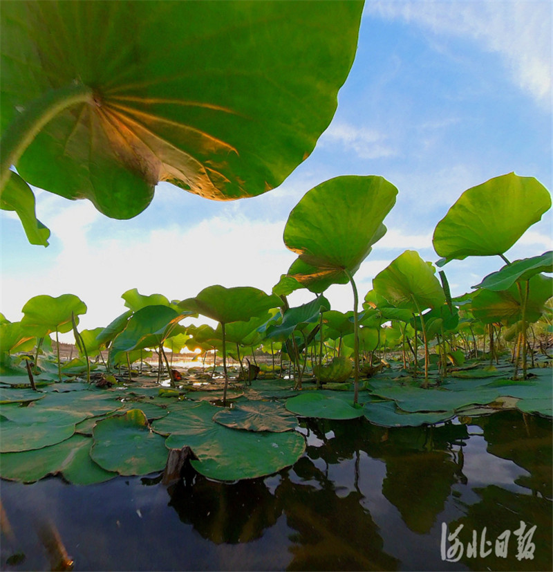 按圖索冀｜青荷夕照連天碧