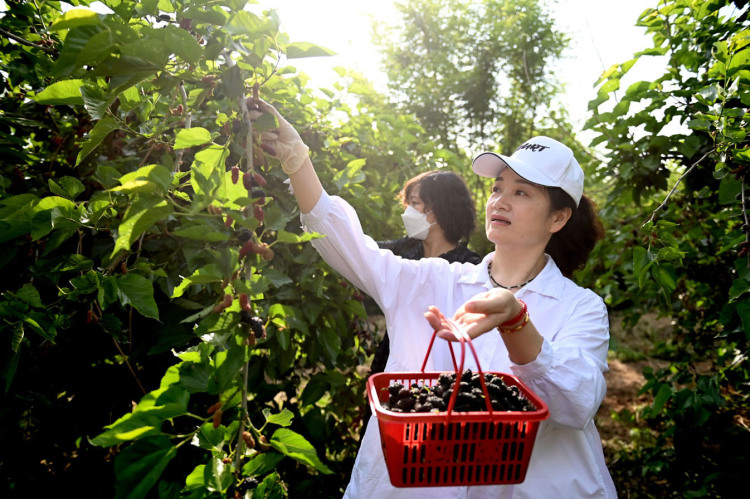 河北邯鄲：桑葚飄香採摘樂