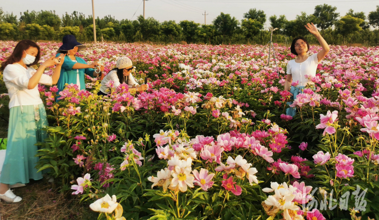 河北任丘：百畝芍藥花海綻放