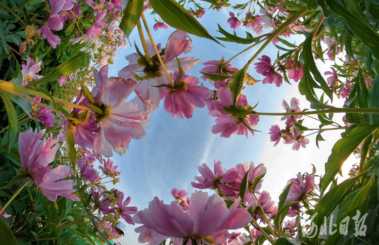 河北任丘：百畝芍藥花海綻放