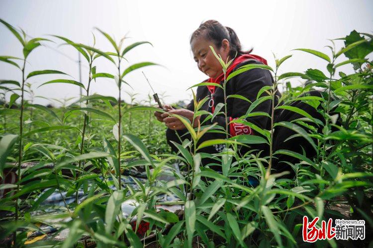 河北遵化：樹木苗圃夏管忙