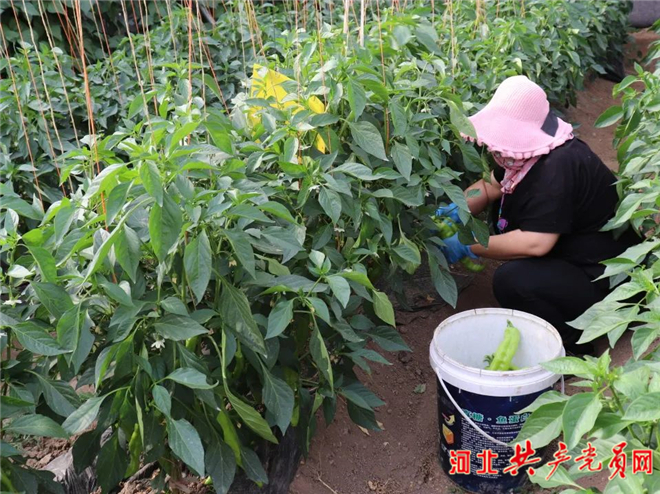 邯鄲市峰峰礦區界城鎮：“五紅”機制發力，奏響鄉村振興新樂章