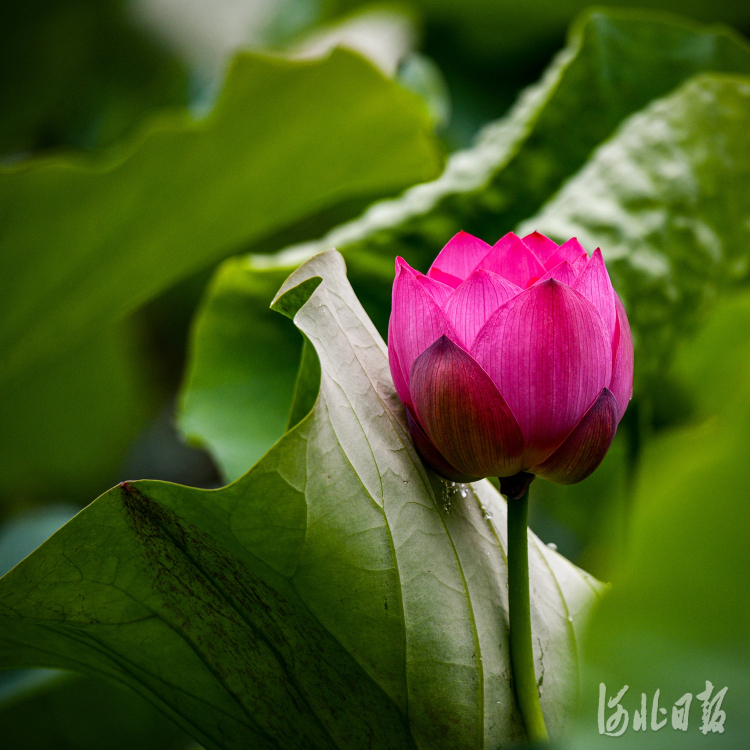 按圖索冀｜夏日賞荷正當時