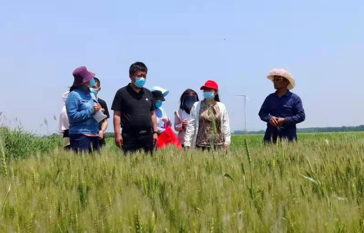 館陶縣多舉措統籌疫情防控和“三夏”生産