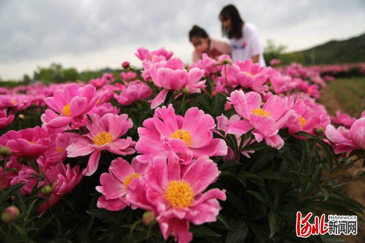 河北承德縣：芍藥花開